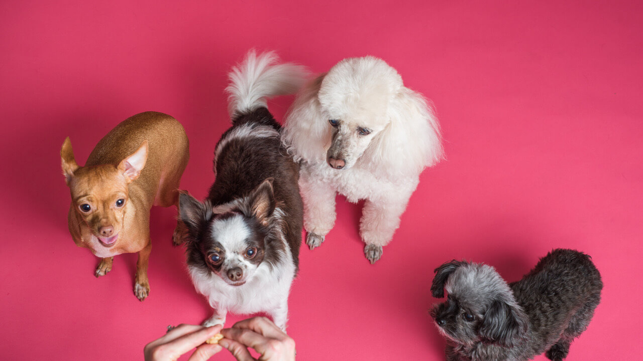 ライフスタイルにあった犬の選び方 犬種の特性は大事ですよ はなげんきの犬小屋