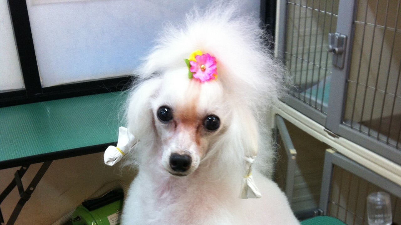 学校に通わずにトリマーになる方法はあるの ペットサロンの店長がお答えします はなげんきの犬小屋