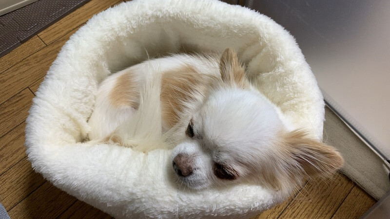 ダイソーのバケツ型ペットベッドで寝る愛犬