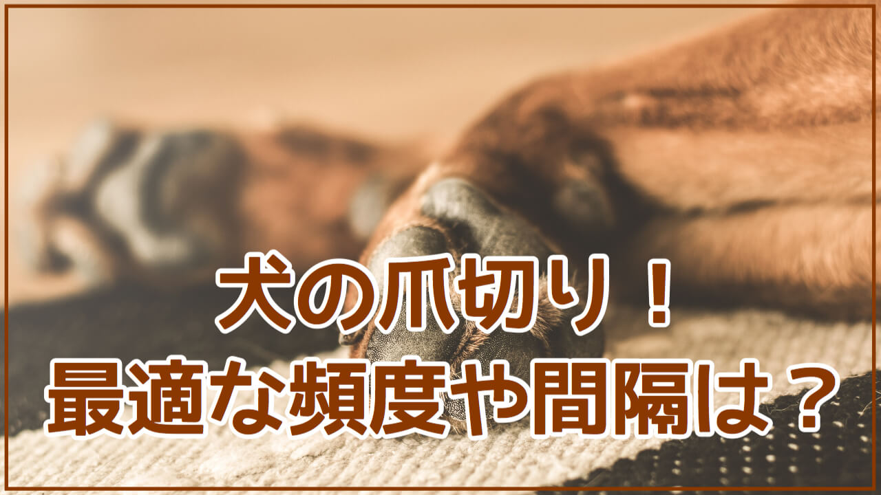 犬の爪切りの頻度と目安 現役トリマーが解説 はなげんきの犬小屋