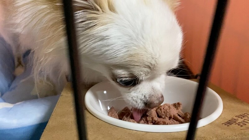 ブッチ・トライアルセットを食べる愛犬の京介