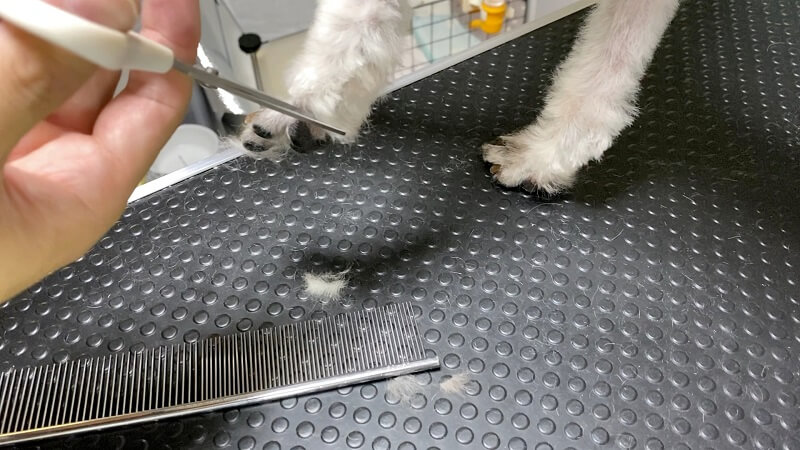 ダイソーの犬猫用カットバサミは足回りは切りやすい！