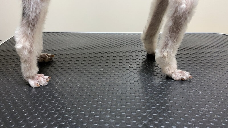 ダイソーの犬猫用カットバサミでトリミングした足の毛