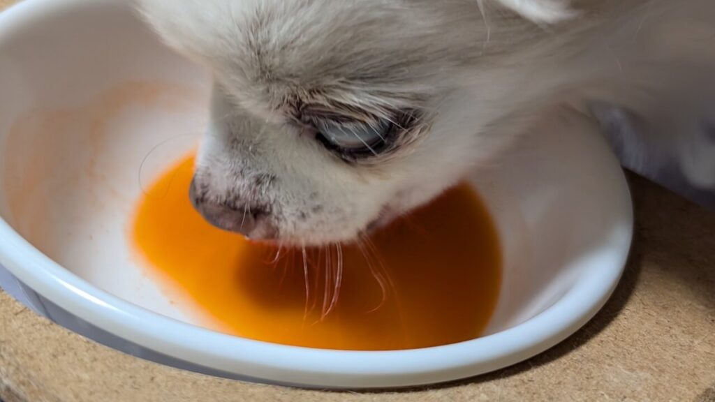 愛犬が無添加のニンジンジュースを美味しそうに飲んでいる様子
