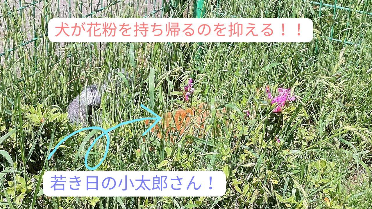 犬が花粉を持ち帰るのを抑える方法！散歩後の花粉対策を徹底解説